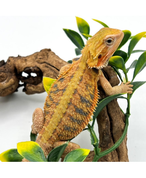 Fancy Bearded Dragon 8 to 10 inch Fancy Bearded Dragon 8 to 10 inch