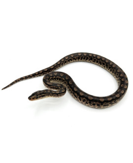 Baby Columbian Rainbow Boa CB