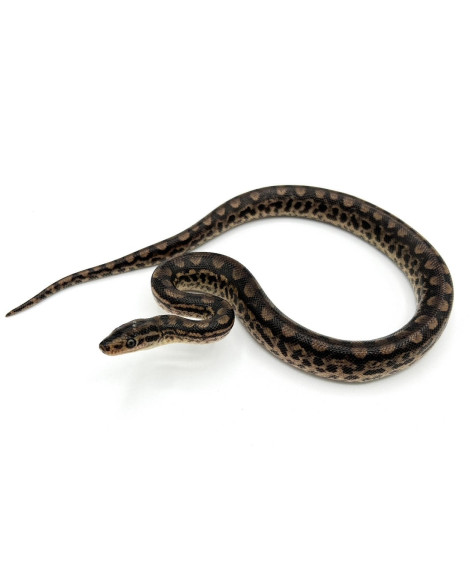 Baby Columbian Rainbow Boa CB Baby Columbian Rainbow Boa CB