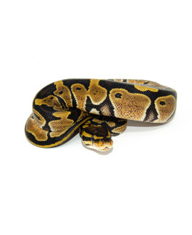 Juvenile Ball Python CB