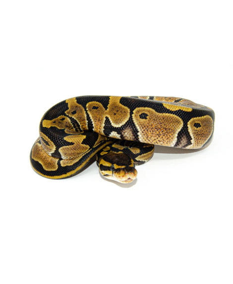 Juvenile Ball Python CB