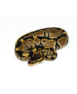 Juvenile Ball Python CB