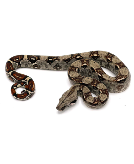 Baby Columbian Boa CB