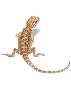 Baby Bearded Dragon