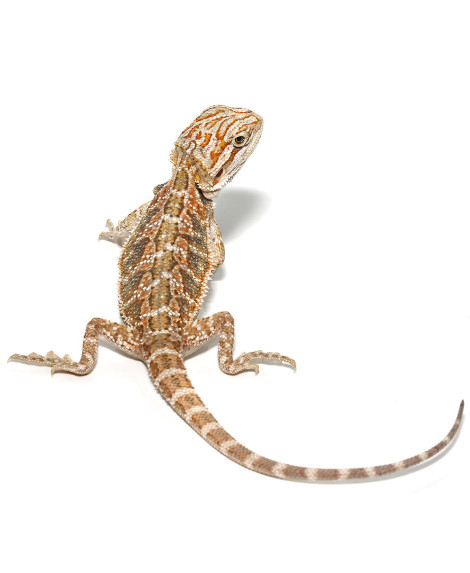 Baby Bearded Dragon Baby Bearded Dragon