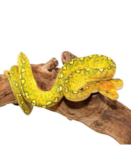 Green Tree Python Biak baby to big baby