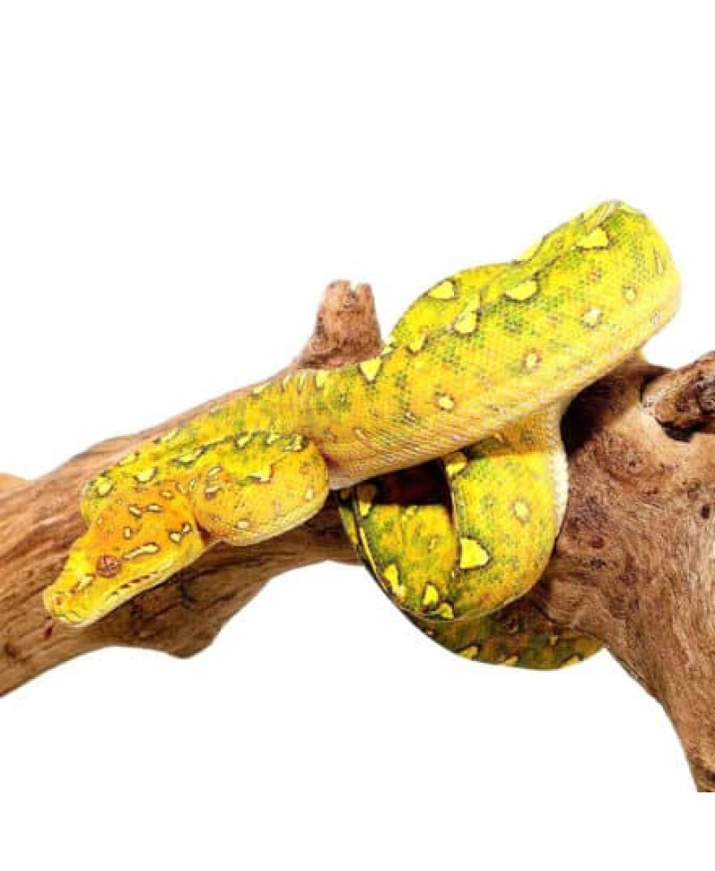 Yearling Green Tree Python CB